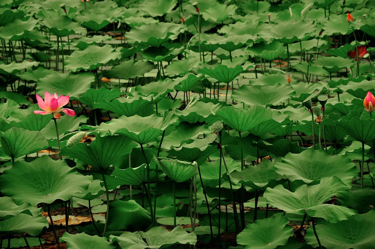 Lotus im Sommerpalast