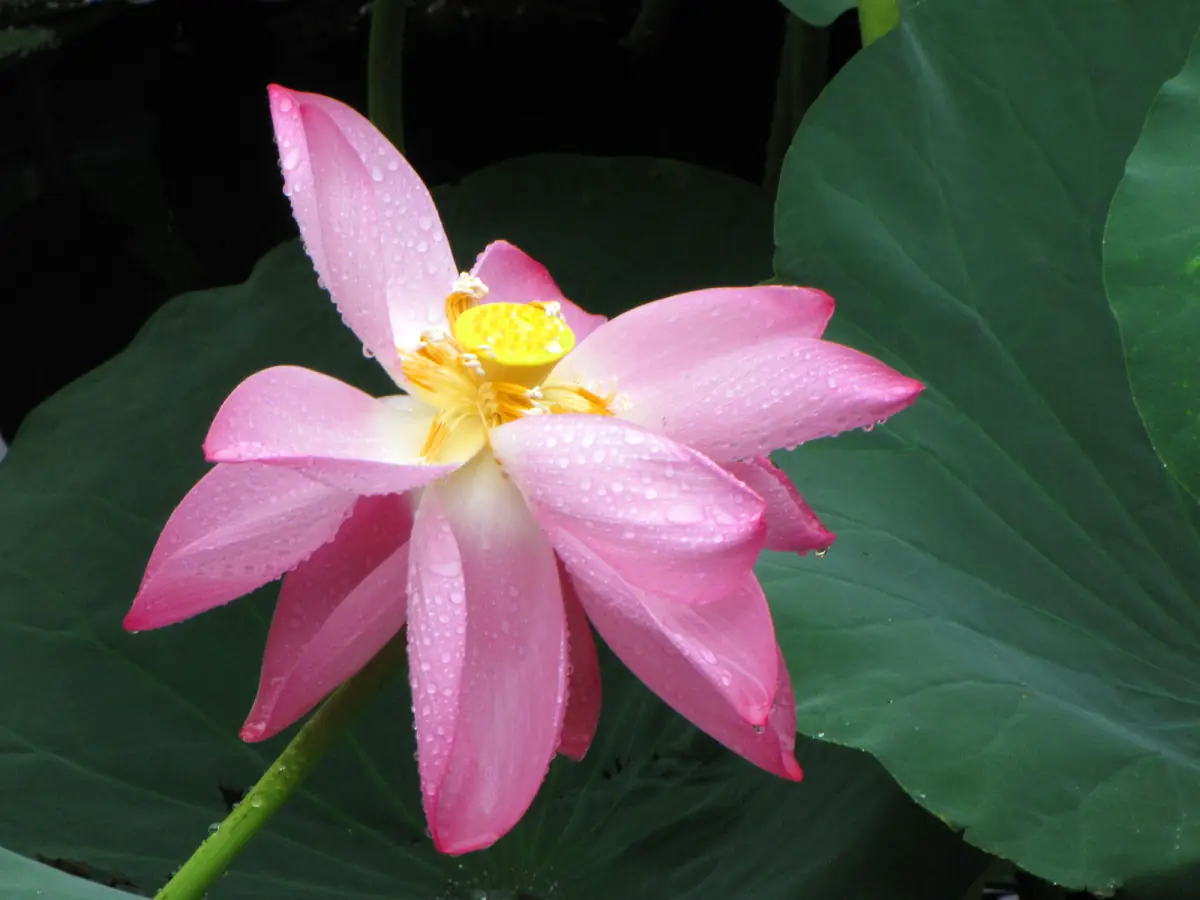 A lotus flower